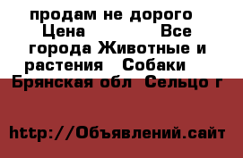 продам не дорого › Цена ­ 10 000 - Все города Животные и растения » Собаки   . Брянская обл.,Сельцо г.